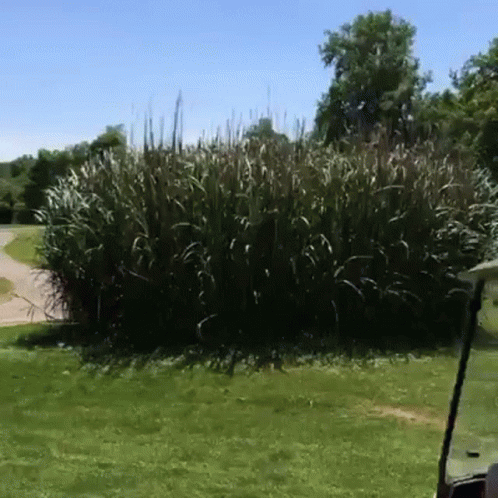 Golf Cart Parked Under Tree Chasing The Birdie GIF