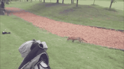 Golf Player Chasing Fox GIF