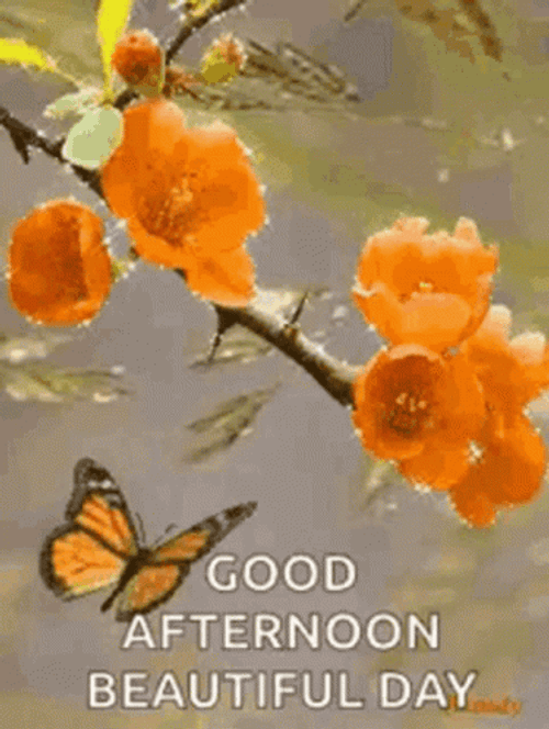 Good Afternoon Animated Gif Images, Photos