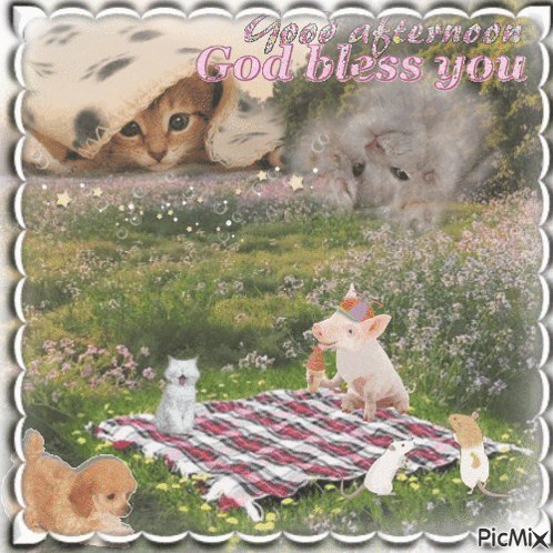 Good Afternoon God Bless You Animals on Blanket