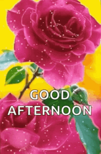 Good Afternoon Greeting With Pink Roses