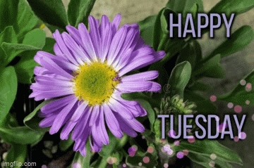 Good Afternoon Happy Tuesday Lilac Flower GIF