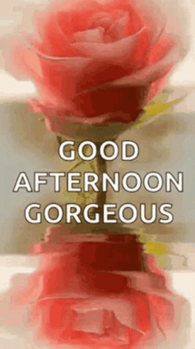 Good Afternoon Happy Tuesday Peach Blooms GIF