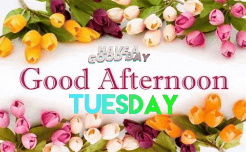 Good Afternoon Happy Tuesday Tulip Flowers GIF