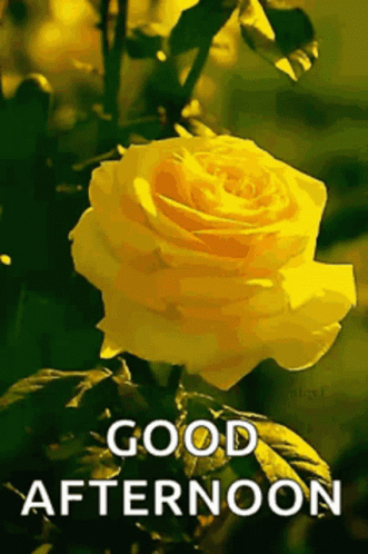 Good Afternoon Message With Butterfly And Flowers GIF