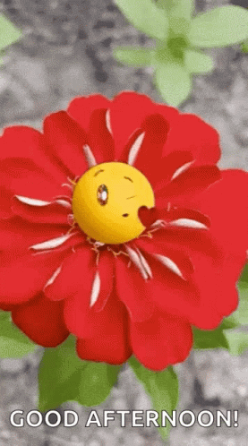 Good Afternoon My Love Flower With Kiss Emoji GIF