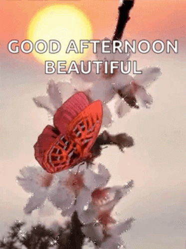 Good Afternoon My Love Pink Butterfly White Flowers GIF