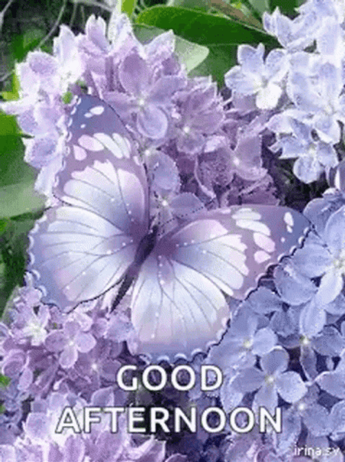 Good Afternoon Purple Butterfly GIF | GIFDB.com