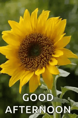 Good Afternoon Sunflower GIF