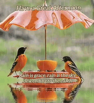 Good Afternoon Wednesday Birdie GIF