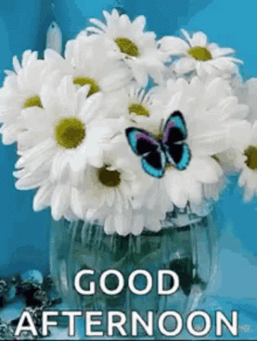 Good Afternoon Wednesday Butterfly GIF