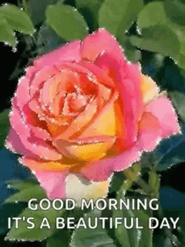 Good Afternoon Wednesday Pink Rose GIF