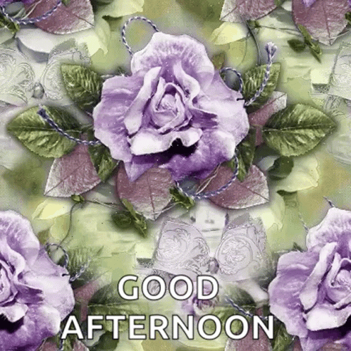 Good Afternoon Wednesday Purple Roses GIF