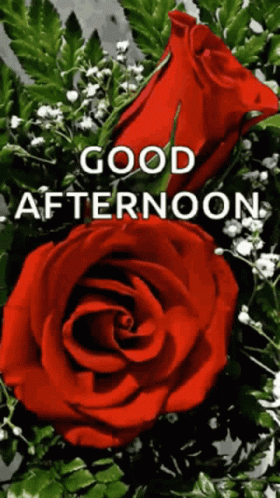 Good Afternoon Wednesday Red Rose GIF