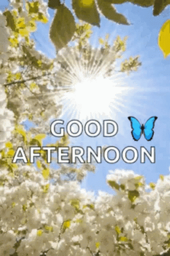Good Afternoon Wednesday White Blooms GIF