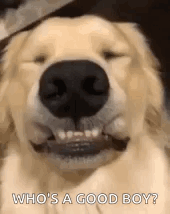 Good Boy Cute Dog Big Grin GIF