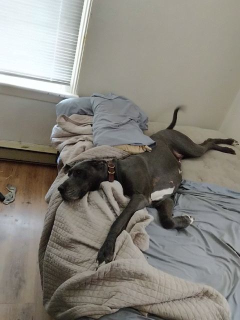 Good Boy Innocent Doggo GIF