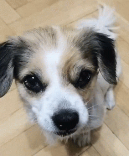 Good Boy Puppy Dog Eyes GIF