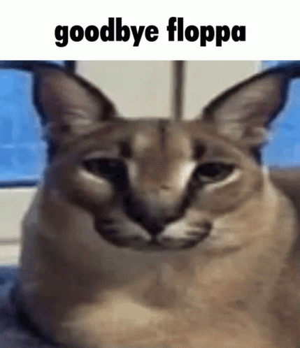 Good Bye Floppa Disappear Meme GIF