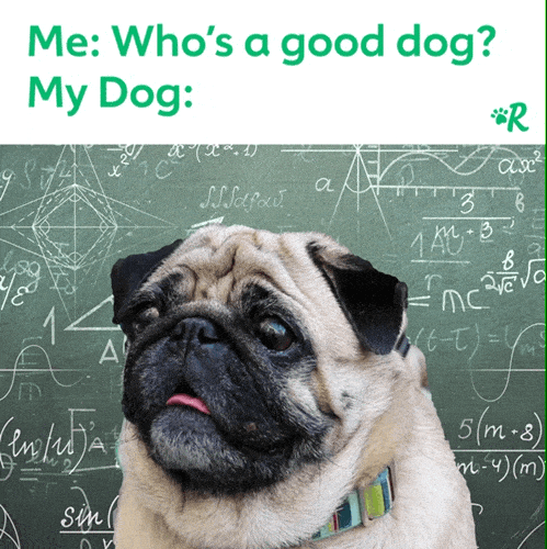 Good Dog Adorable Pug Wandering Eyes GIF