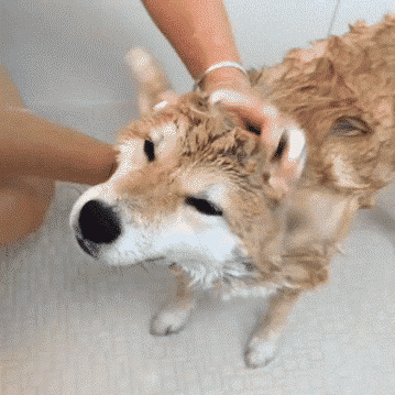 Good Dog Bathing Spa Day GIF