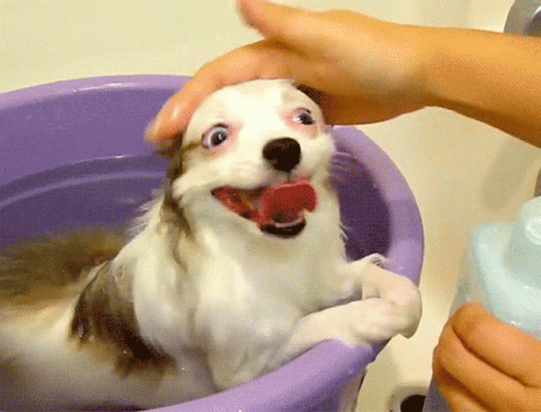 Good Dog Behave In Bath Loop GIF
