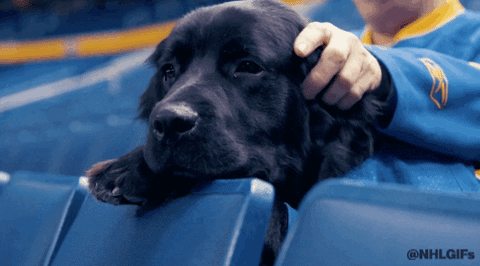 Good Dog Black Labrador Ear Rubbed GIF