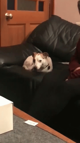Good Dog Chilling In Couch Nodding Meme GIF