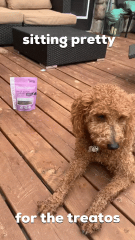 Good Dog Chocolate Poodle Sitting Pretty GIF