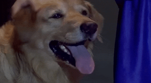 Good Dog Drowsy Eyes Head Rubbing GIF