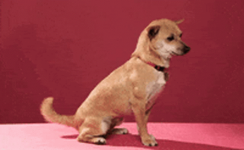 Good Dog Fist Bump Zoom In GIF