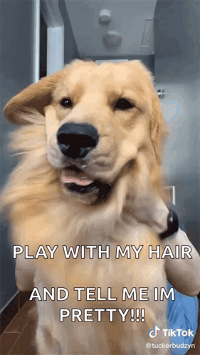 Good Dog Golden Retriever Shaking Hair GIF
