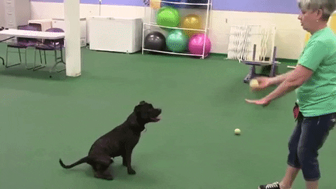 Good Dog Hyper Labrador Catching Ball GIF