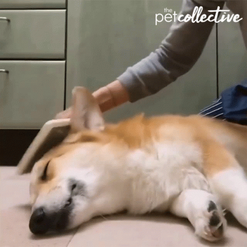 Good Dog Sleeping Corgi Hair Brushed GIF