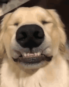 Good Dog Smiling Cute Overbite GIF
