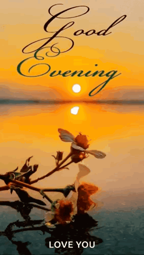 Good Evening Greeting Card With Sunset And Flower In Water GIF
