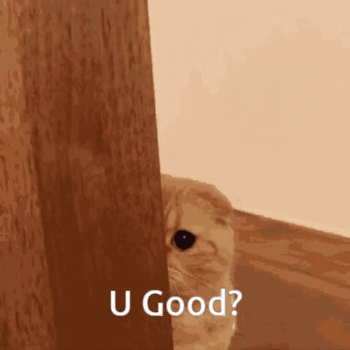 Good For You Cat Sneak GIF