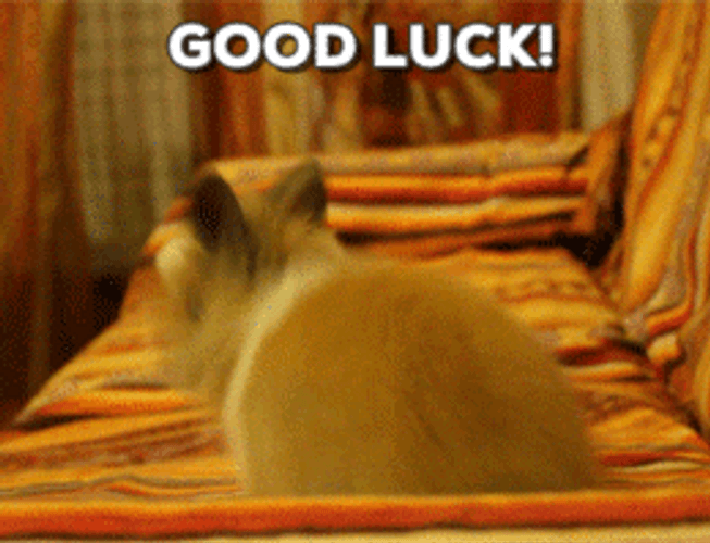 Good Luck Bunny Excited Bounce GIF
