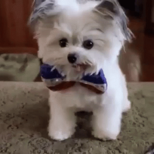 Good Maltese Dog Cute Puppytricks GIF