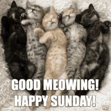 Good Meowing Sunday Sleeping Kittens GIF