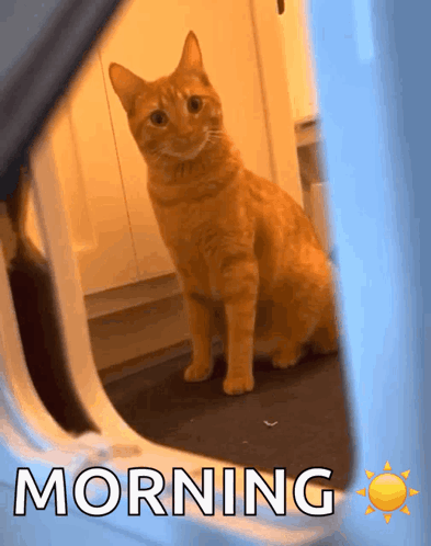 Good Moring Huh Cat Meme GIF