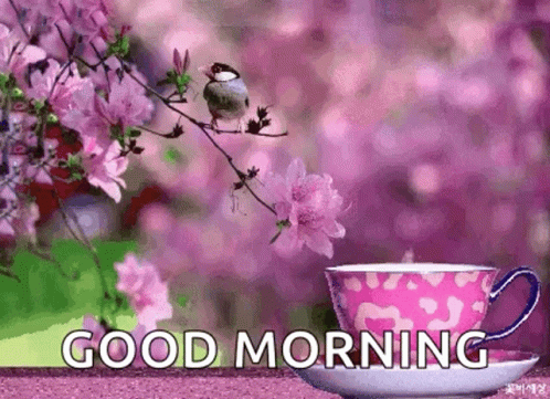 Good Morning August Cherry Blossom GIF
