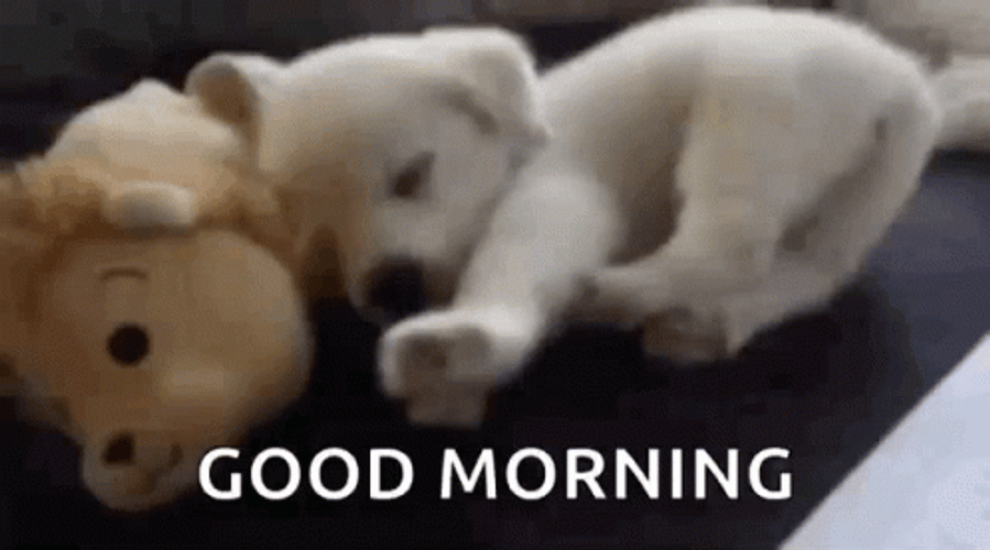 Good Morning Baby White Puppies  GIF