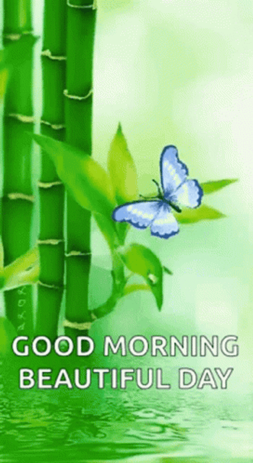 Good Morning Beautiful Bamboo Butterfly GIF