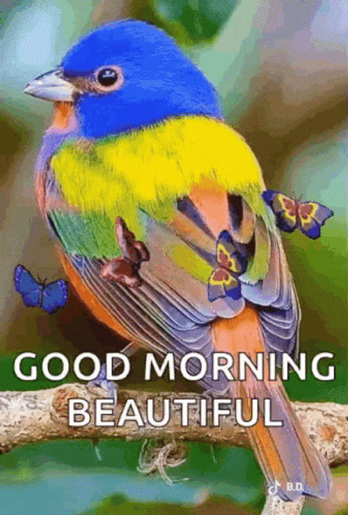 Good Morning Beautiful Bird GIF
