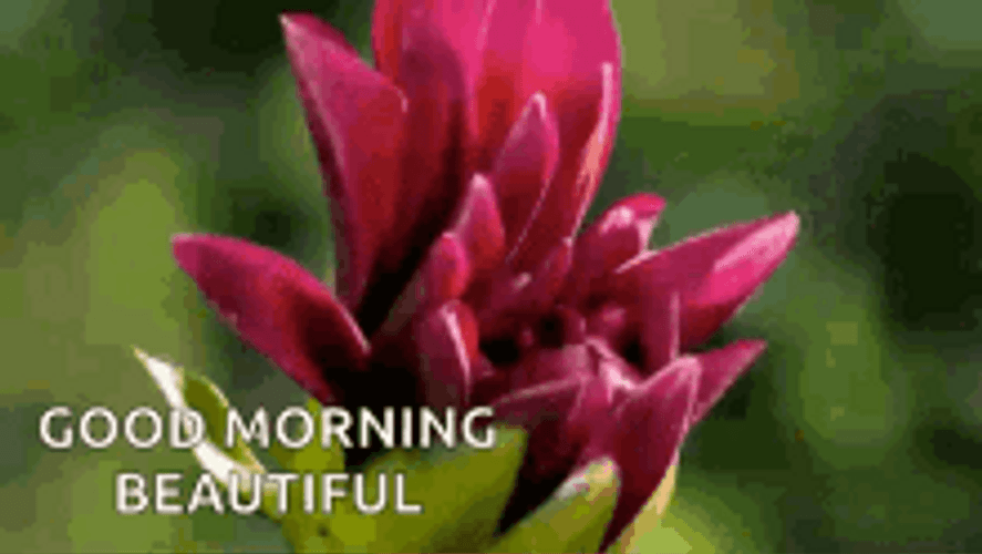 Good Morning Beautiful Blossoming Flower GIF