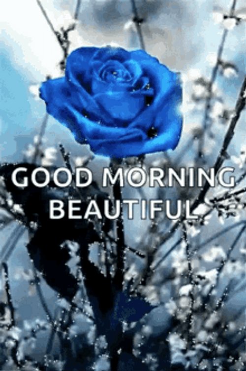 Good Morning Beautiful Blue Rose GIF