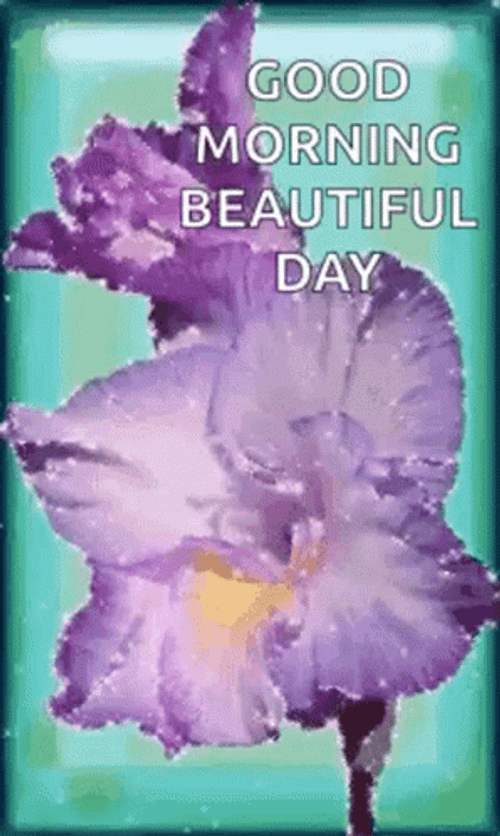 Good Morning Beautiful Day Purple Flower GIF
