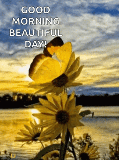 Good Morning Beautiful Day Sunflower Butterfly GIF