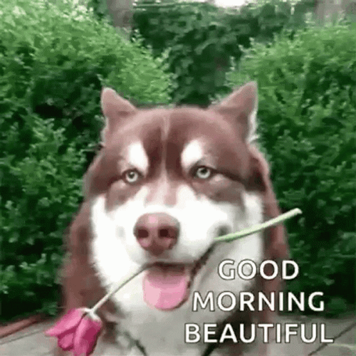 Good Morning Beautiful Dog GIF
